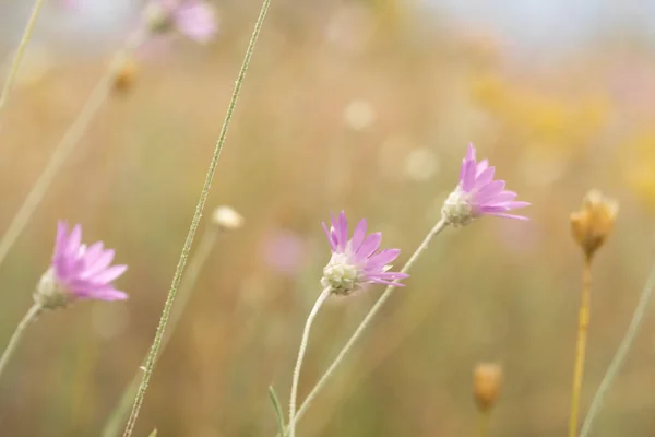 草原野花。选择性聚焦。清晨。花 — 图库照片