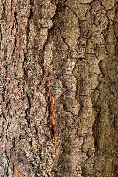 O latido do pinheiro. Fundo marrom de madeira natural. A textura — Fotografia de Stock