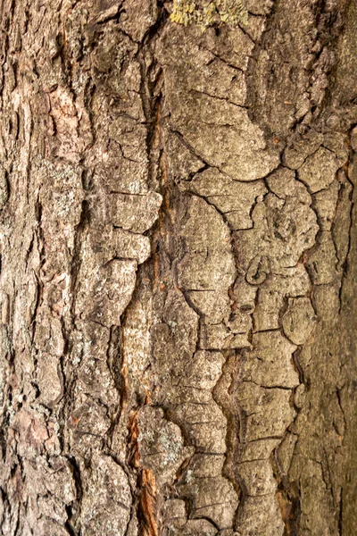 O latido do pinheiro. Fundo marrom de madeira natural. A textura — Fotografia de Stock