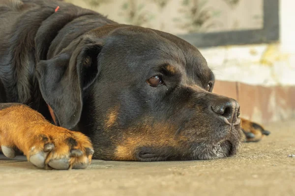 Rottweiler köpeğinin portresi. Üzgün köpek — Stok fotoğraf