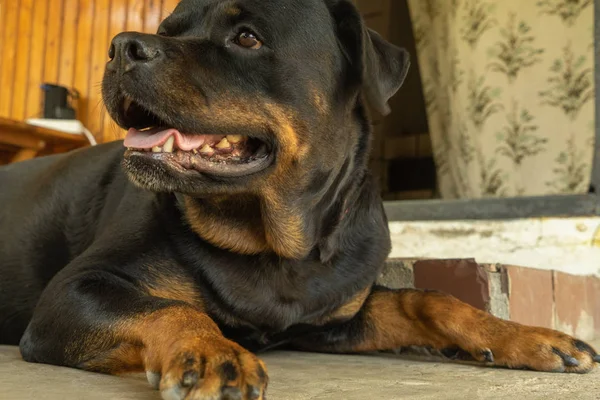 Rottweiler köpeğinin portresi. Üzgün köpek — Stok fotoğraf