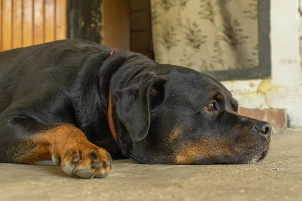 Ritratto di un cane Rottweiler. Cane triste — Foto Stock