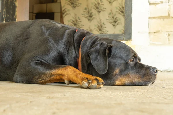 Portrait of a Rottweiler dog. Sad dog