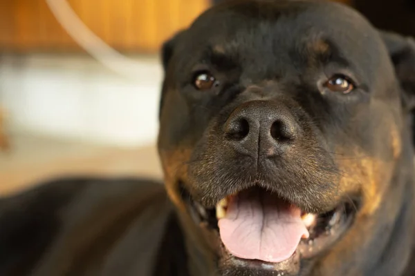 Portrait of a Rottweiler dog. Sad dog