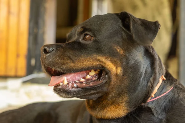 Portrait of a Rottweiler dog. Sad dog