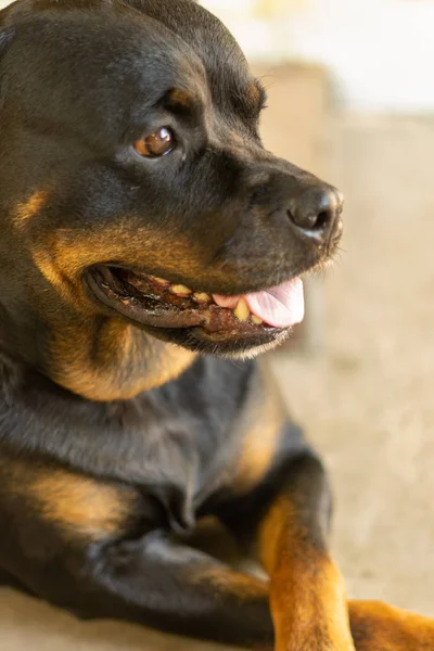 Portrait of a Rottweiler dog. Sad dog