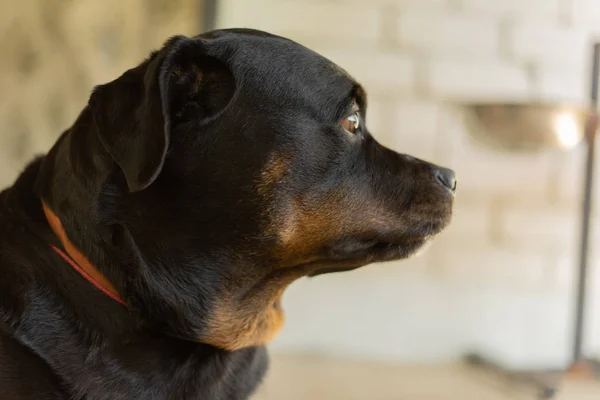 Portrait of a Rottweiler dog. Sad dog