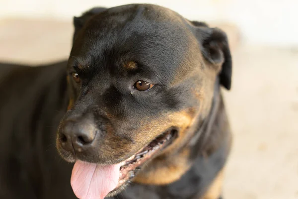 Rottweiler köpeğinin portresi. Üzgün köpek — Stok fotoğraf