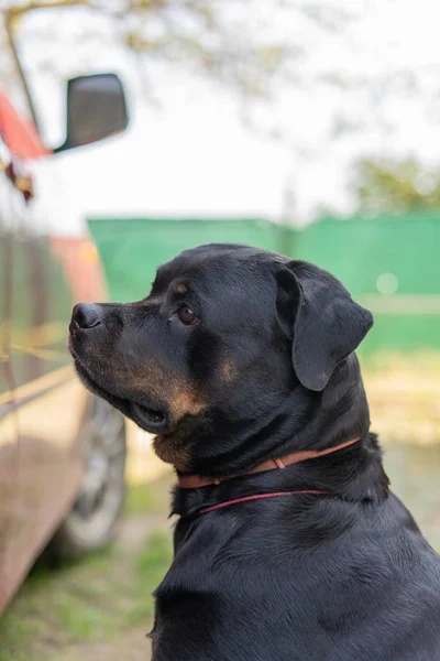 Portrait of a Rottweiler dog. Sad dog — Stock Photo, Image