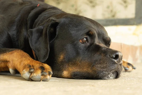 Ritratto di una razza canina Rottweiler. Un cane maleducato . — Foto Stock
