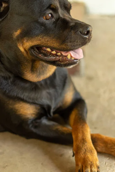 Bir köpek ırkı Rottweiler portresi. Kaba bir köpek.