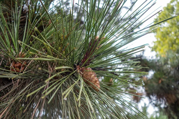 Raindrops on pine needles in the fall during the rain. Pine cone