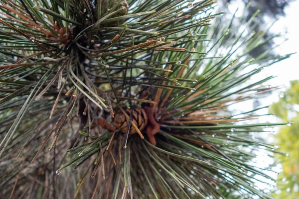 Gotas de lluvia en agujas de pino en el otoño durante la lluvia. Cono de pino —  Fotos de Stock