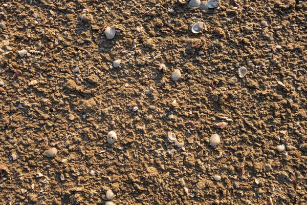 Dried Sand Shells Salt Crystals Bottom Dried Salt Lake Creative — Stock Photo, Image