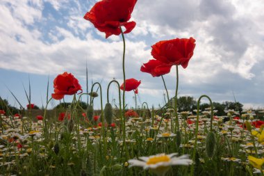Vahşi beyaz papatyalar ve tarlada kırmızı gelincikler.