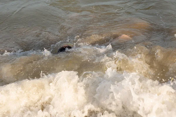 Jähriger Junge Schwimmt Einem Sonnigen Tag Meer — Stockfoto