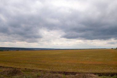 Buğday tarlası üzerinde gök gürültülü bulutlar. Bulutlu havada güzel bir manzara