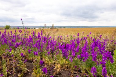 Bir buğday tarlasının eteklerinde canlı mor kır çiçekleri