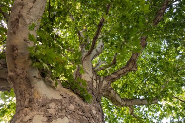 Yüz yıllık çınar ağacının tacı ve gövdesi. Yaratıcı vintage arkaplan.