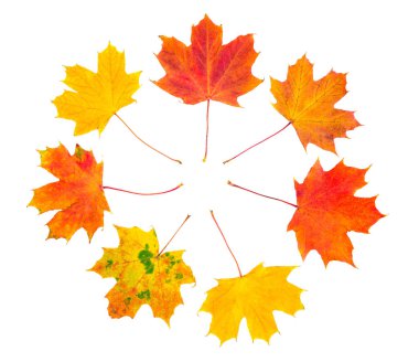 Akçaağaç sonbahar yaprakları, üzerinde beyaz izole topluluğu