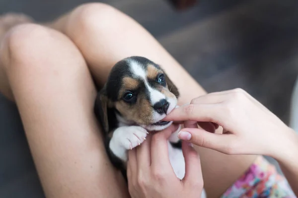 Kleiner Niedlicher Beagle Welpe Der Nach Oben Schaut Eine Person — Stockfoto