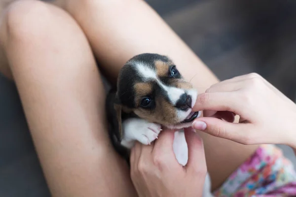 Kleiner Niedlicher Beagle Welpe Der Nach Oben Schaut Eine Person — Stockfoto