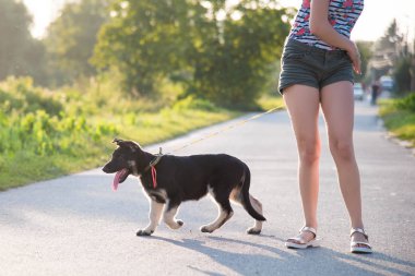 Alman çoban köpek yavrusu. Yürüyüş.