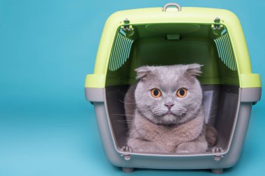 mavi arka plan üzerinde taşıma çantası içinde gri kedi. İskoç fold kedi.