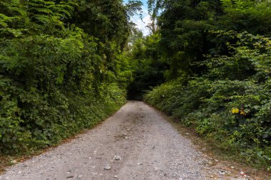 toprak yol ağaçlarıyla çevrili kırsal kesimde