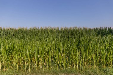 Mısır bir road yakınındaki gün batımında kırsal alan