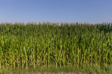 Mısır bir road yakınındaki gün batımında kırsal alan