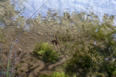 Yusufçuk bir nehir yakınında bir örümcek tuval içinde sıkışıp
