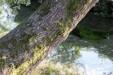bir su kanalı'nın kıyısında bir eğri ağaç