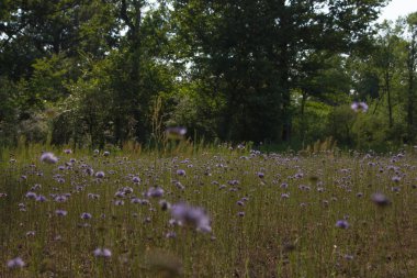 Resim ön planda mavi çiçekli bir çayır