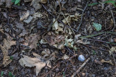 Kayalar yaprakları ve dalları ile zemin dikey fotoğraf