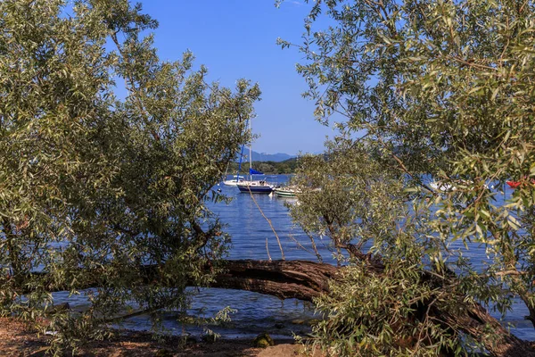 Növények Nap Hajók Maggiore Gyönyörű Partja — Stock Fotó