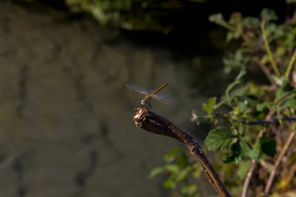 Eine Libelle Lehnt Auf Einem Ast Der Landschaft — Stockfoto