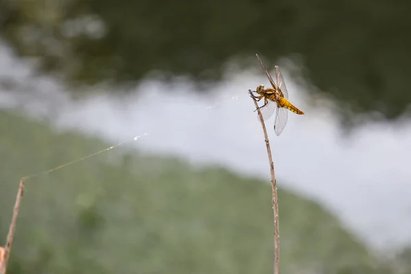 Dragonfly Branch Water Grass Background — Stock Photo, Image