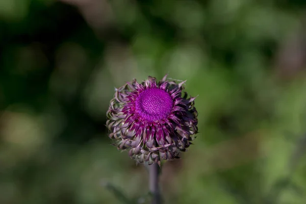 Photograph Purple Flower Very Bright Colors — Stock Photo, Image