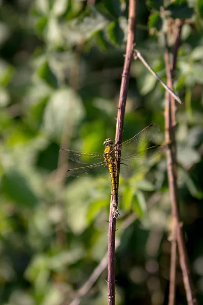 Picture Yellow Dragonfly Leaning Branch — Stock Photo, Image