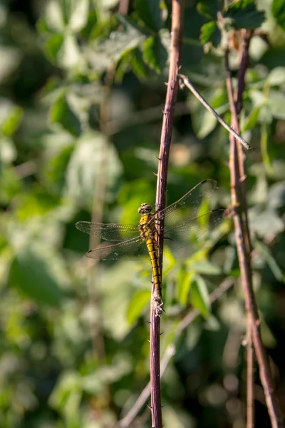 Picture Yellow Dragonfly Leaning Branch — Stock Photo, Image