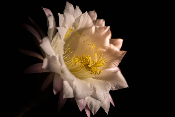 Echinopsis Eyriesii Bir Çiçek Görünümü Kapat — Stok fotoğraf