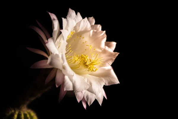Echinopsis eyriesii bir çiçek görünümü Kapat