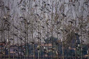 Uçuş alarak güvercinlerin Flock