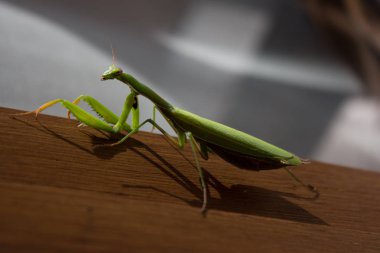 Bir pencere yakınında bir peygamber devesi