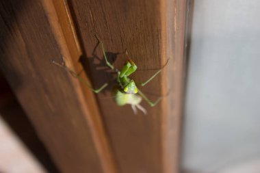 Bir pencere yakınında bir peygamber devesi
