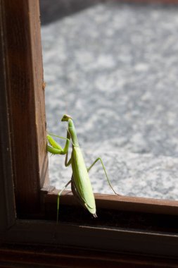 Bir pencere yakınında bir peygamber devesi