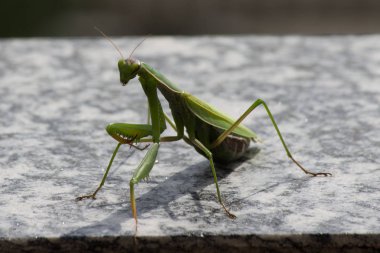 Bir pencere yakınında bir peygamber devesi