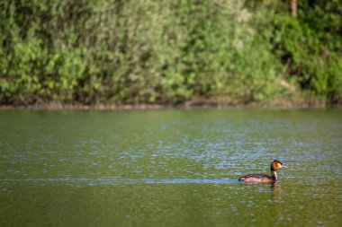 yaz veya bahar kırsal manzara