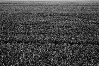 yaz veya bahar kırsal manzara